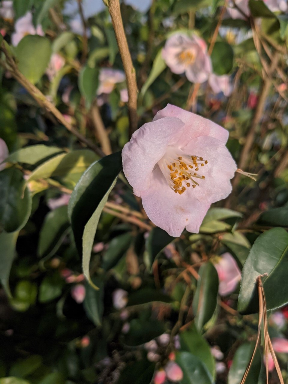 C. 'Fragrant Fairies'